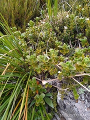 Coprosma serrulata