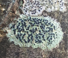 Lecidella