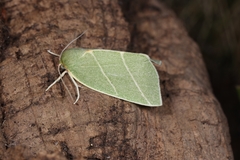 Bena bicolorana