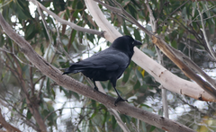 Corvus tasmanicus