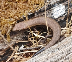 Lampropholis guichenoti