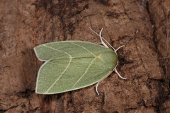 Bena bicolorana