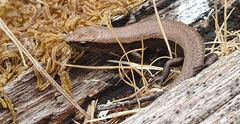 Lampropholis guichenoti