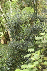 Nestegis cunninghamii