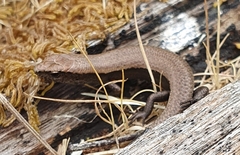 Lampropholis guichenoti