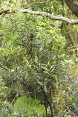 Nestegis cunninghamii