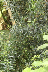 Nestegis cunninghamii