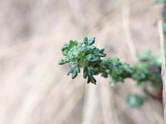 Eriophyllum