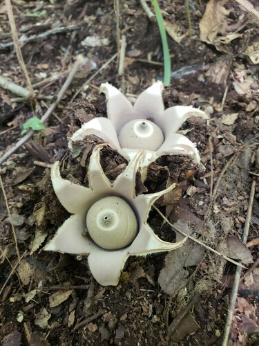 Geastrum