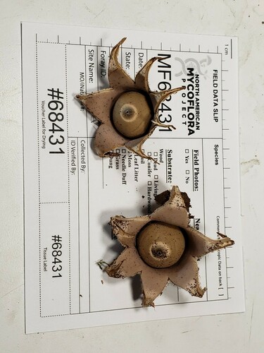Geastrum (Photo 2 of 4)