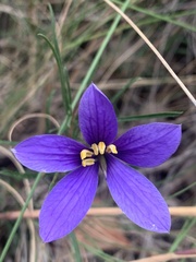 Cheiranthera linearis