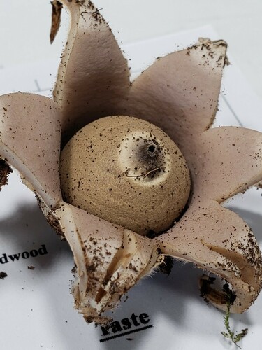Geastrum (Photo 3 of 4)