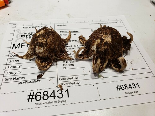 Geastrum (Photo 4 of 4)