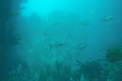 Latridopsis ciliaris