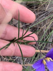 Cheiranthera linearis