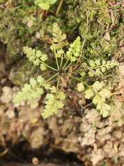 Asplenium hookerianum