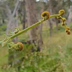 Pteridium esculentum