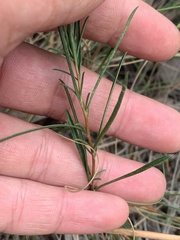 Cheiranthera linearis