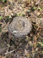 Amanita nothofagi