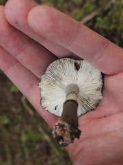 Amanita nothofagi