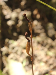 Gastrodia minor