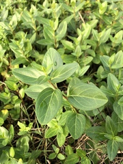 Vinca difformis
