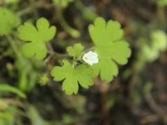 Geranium microphyllum
