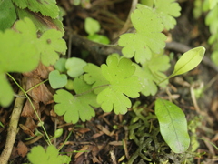 Geranium microphyllum
