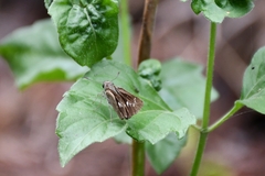 Borbo cinnara