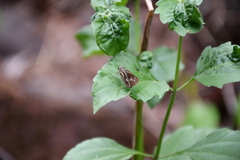 Borbo cinnara