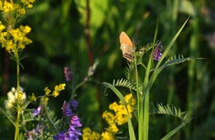 Coenonympha glycerion