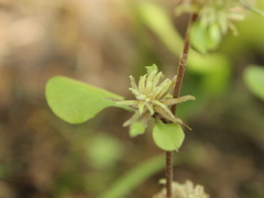 Helichrysum lanceolatum