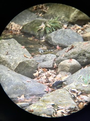 Enicurus schistaceus