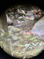 Enicurus schistaceus