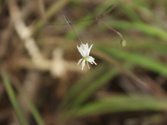 Arthropodium candidum