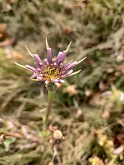 Tragopogon mirus