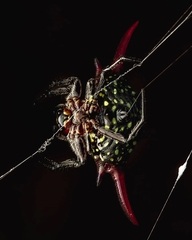 Gasteracantha milvoides