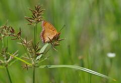 Catacroptera cloanthe