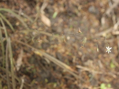 Arthropodium candidum