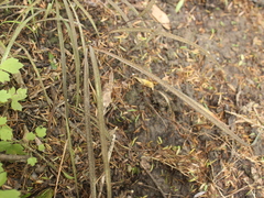 Arthropodium candidum