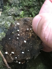 Gloiocephala
