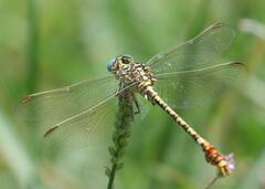 Onychogomphus supinus