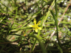 Ranunculus amphitrichus