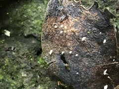 Gloiocephala