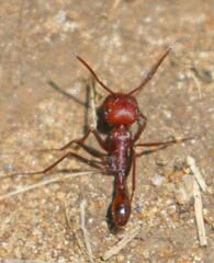 Ocymyrmex