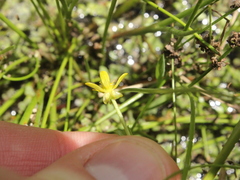 Ranunculus amphitrichus