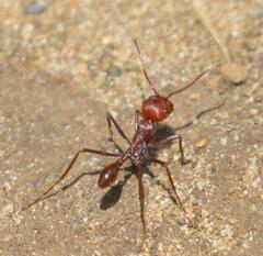 Ocymyrmex