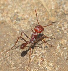 Ocymyrmex