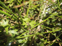 Ranunculus amphitrichus
