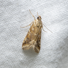 Hellula hydralis